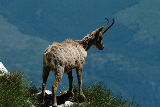 Camoscio d''Abruzzo Rupicapra pyrenaica ornata